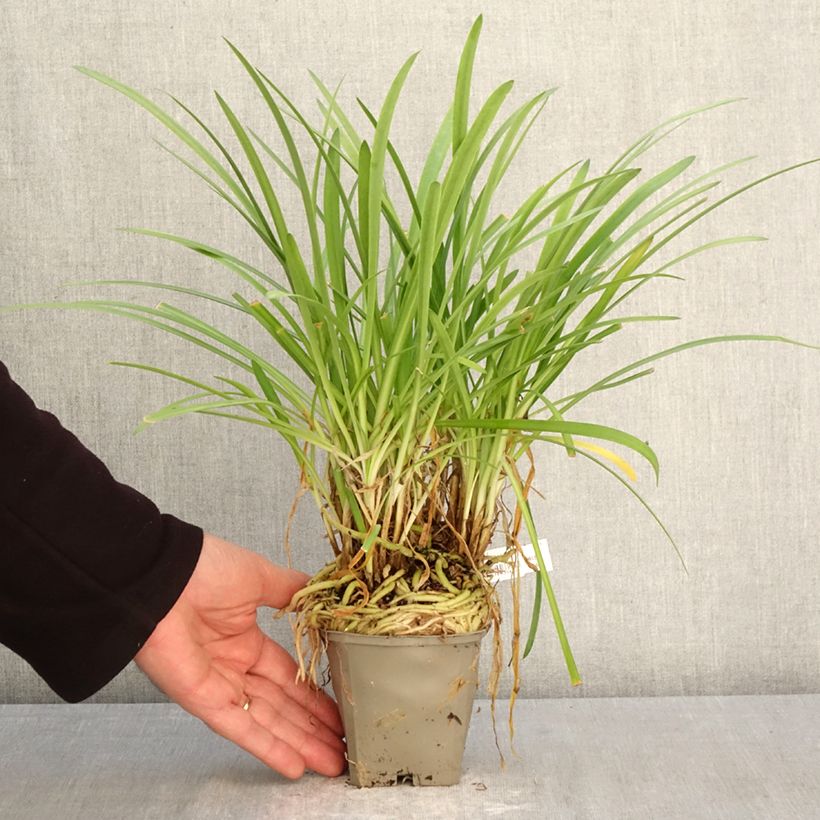Exemplaar van Agapanthus Silver Baby - Afrikaanse lelie Kweekpotje van 8/9 cm zoals geleverd in de lente