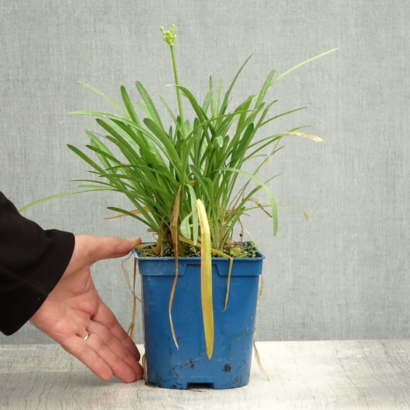 Exemplaar van Agapanthus Silver Baby - Afrikaanse lelie Pot van 2 l/3 l zoals geleverd in de herfst