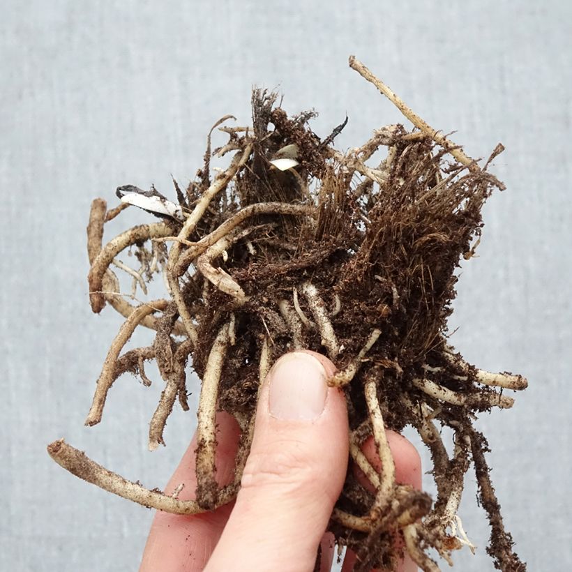 Exemplaar van Agapanthus Silver Moon - Afrikaanse lelie Naakte wortel zoals geleverd in de winter