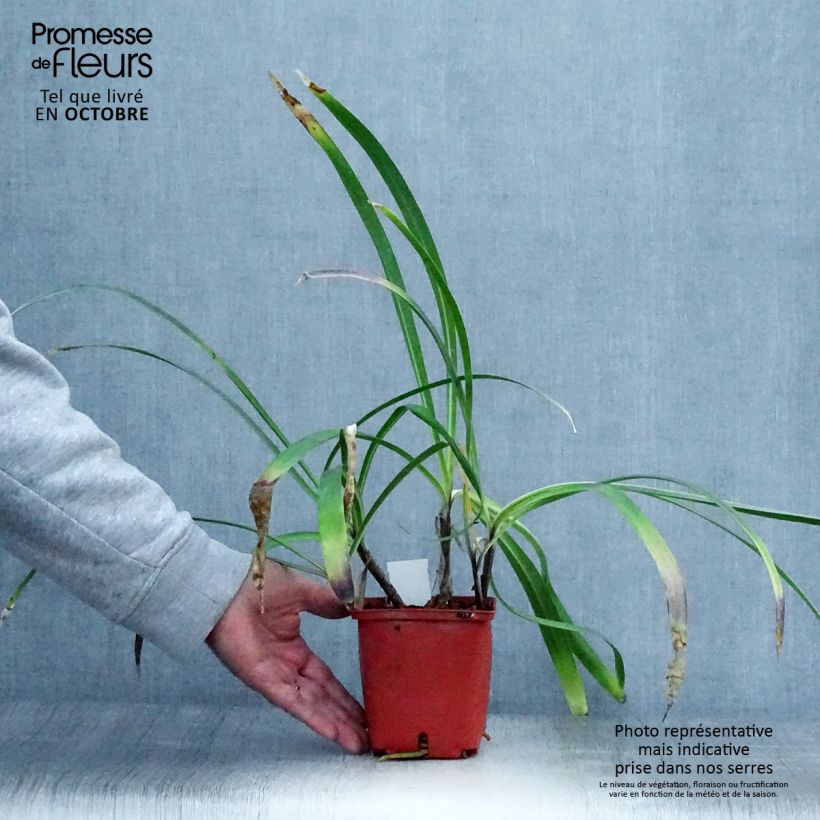 Exemplaar van Agapanthus Stars and Stripes - Afrikaanse lelie Pot van 1 l/1,5 l zoals geleverd in de herfst