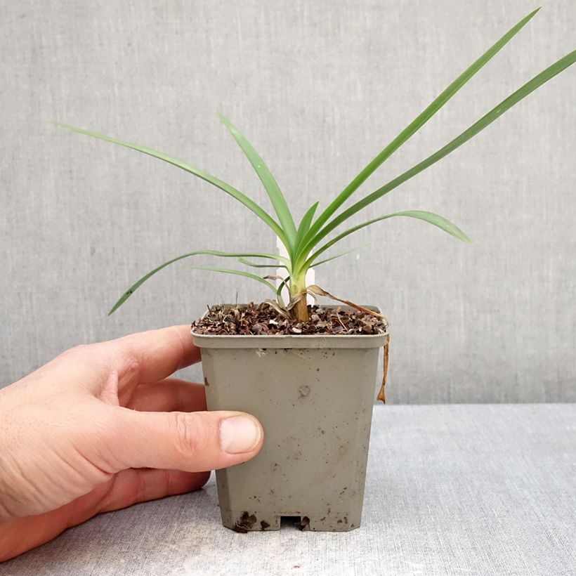 Exemplaar van Agapanthus Strawberry Ice - Afrikaanse lelie Kweekpotje van 8/9 cm zoals geleverd in de lente
