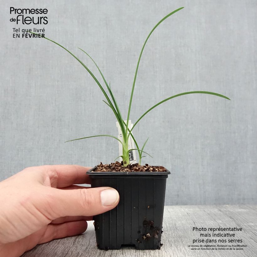 Exemplaar van Agapanthus Strawberry Ice - Afrikaanse lelie Kweekpotje van 8/9 cm zoals geleverd in de winter