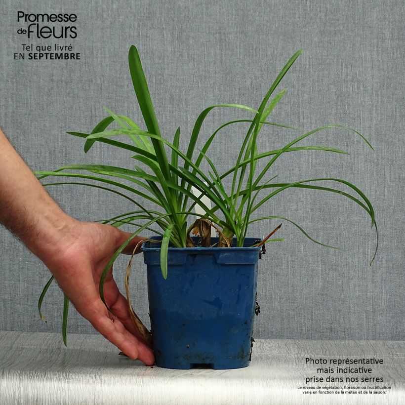 Exemplaar van Agapanthus Strawberry Ice - Afrikaanse lelie Pot van 2 l/3 l zoals geleverd in de herfst