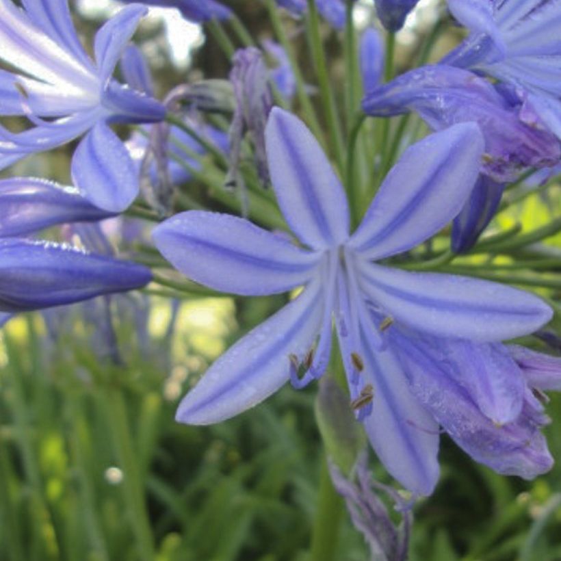 Agapanthus Sunfield - Afrikaanse lelie (Bloei)