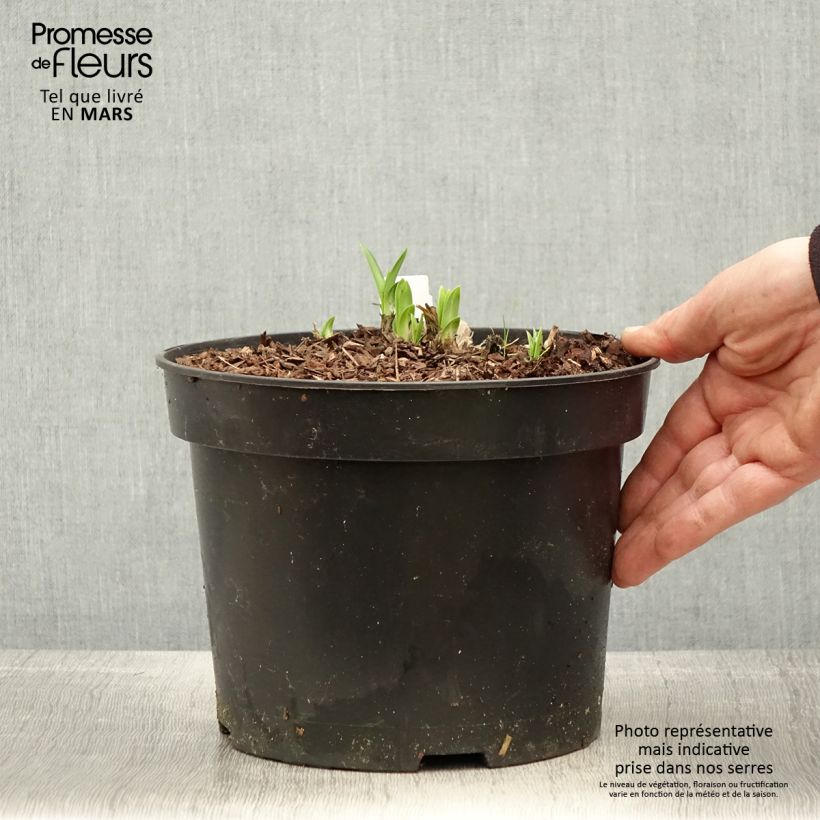 Exemplaar van Agapanthus Sunfield - Afrikaanse lelie Pot van 2 l/3 l zoals geleverd in de lente