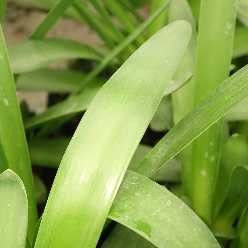 Agapanthus Sunfield - Afrikaanse lelie (Blad)
