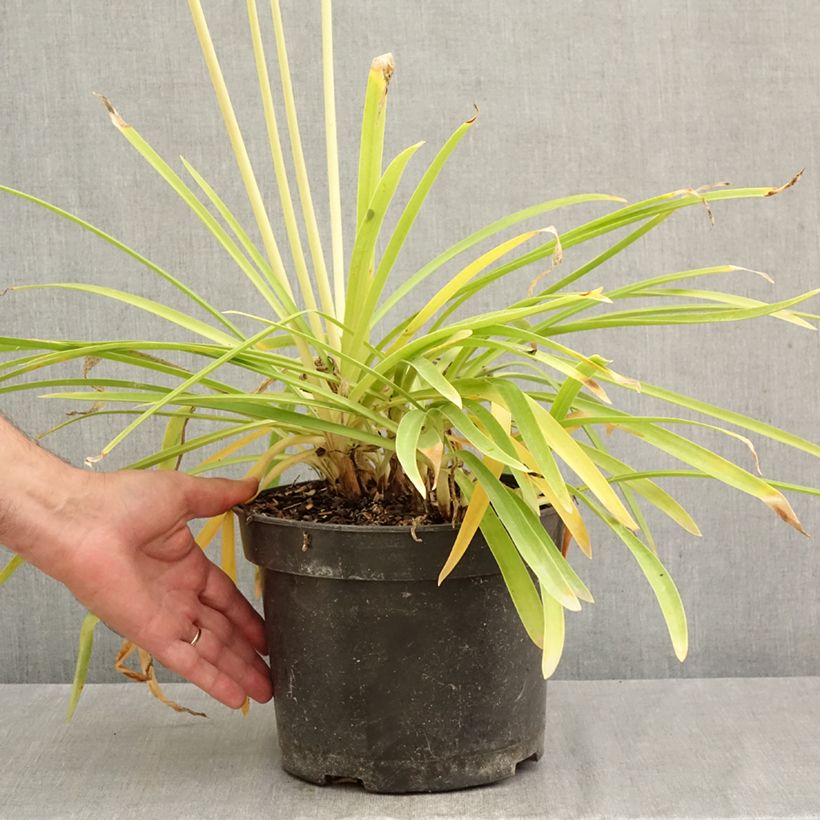 Exemplaar van Agapanthus Sunfield - Afrikaanse lelie Pot van 4 l/5 l zoals geleverd in de herfst