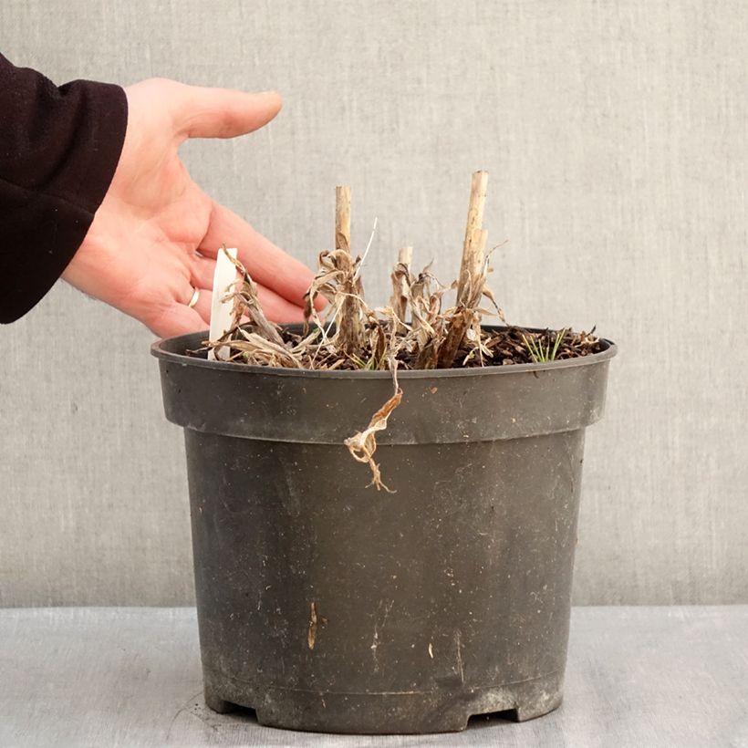 Exemplaar van Agapanthus Sunfield - Afrikaanse lelie Pot van 4 l/5 l zoals geleverd in de winter