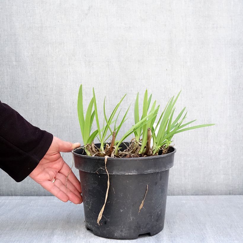 Exemplaar van Agapanthus Sunfield - Afrikaanse lelie Pot van 4 l/5 l zoals geleverd in de lente