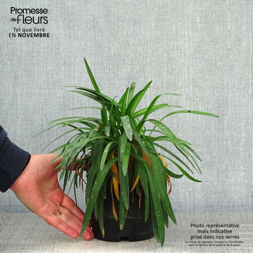 Exemplaar van Agapanthus Thumbelina - Afrikaanse lelie Pot van 2 l/3 l zoals geleverd in de herfst