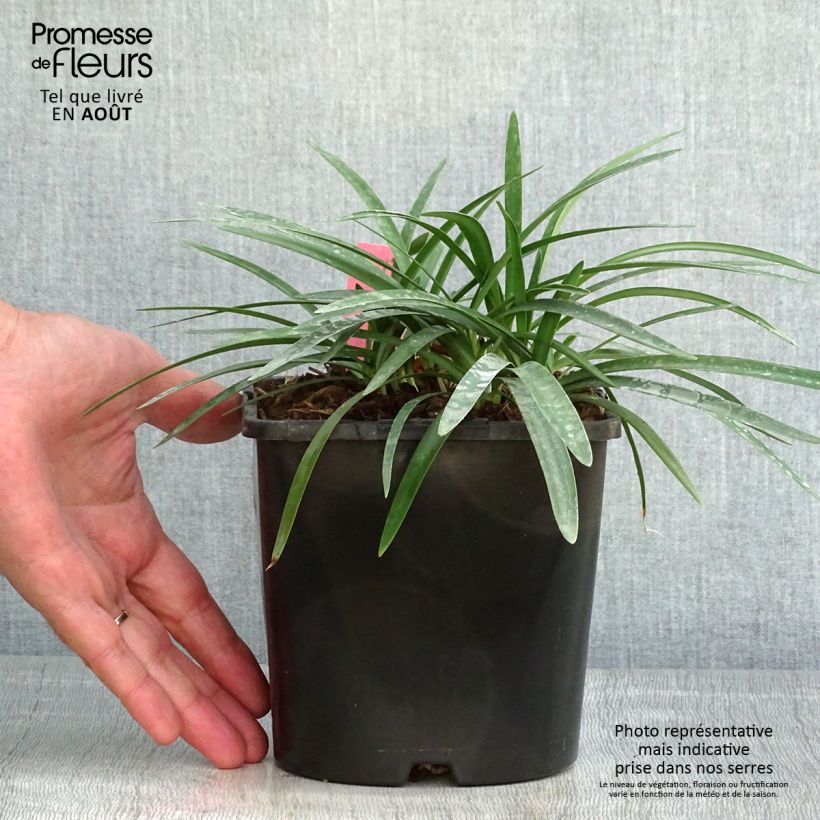 Exemplaar van Agapanthus Thumbelina - Afrikaanse lelie Pot van 2 l/3 l zoals geleverd in de zomer