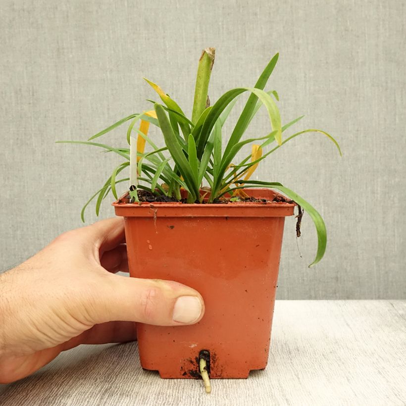Exemplaar van Agapanthus Tom Thumb - Afrikaanse lelie Pot van 1 l/1,5 l zoals geleverd in de herfst
