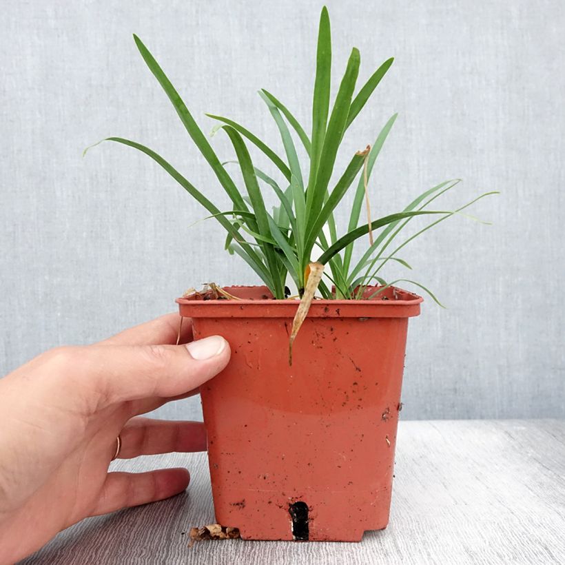 Exemplaar van Agapanthus Tom Thumb - Afrikaanse lelie Pot van 1 l/1,5 l zoals geleverd in de zomer