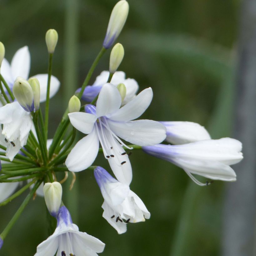 Agapanthus Twister - Afrikaanse lelie (Bloei)