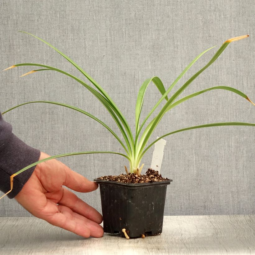Exemplaar van Agapanthus Twister - Afrikaanse lelie Kweekpotje van 8/9 cm zoals geleverd in de zomer