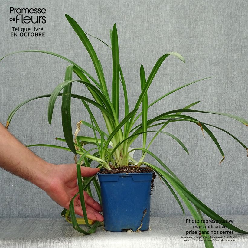 Exemplaar van Agapanthus Twister - Afrikaanse lelie Pot van 1,5 l/2 l zoals geleverd in de herfst
