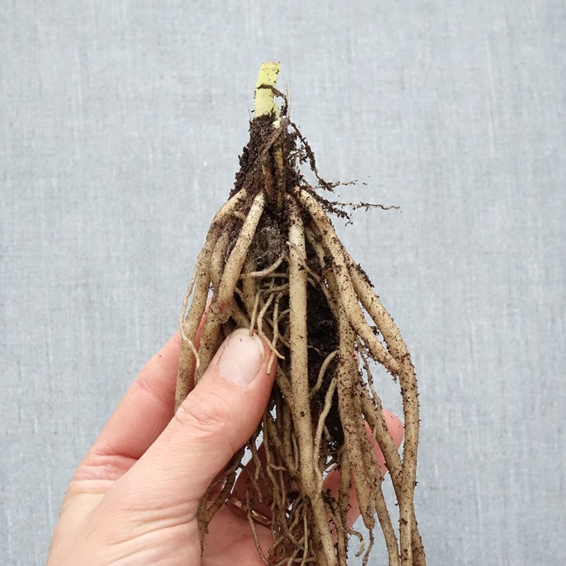 Exemplaar van Agapanthus Twister - Afrikaanse lelie Naakte wortel zoals geleverd in de winter