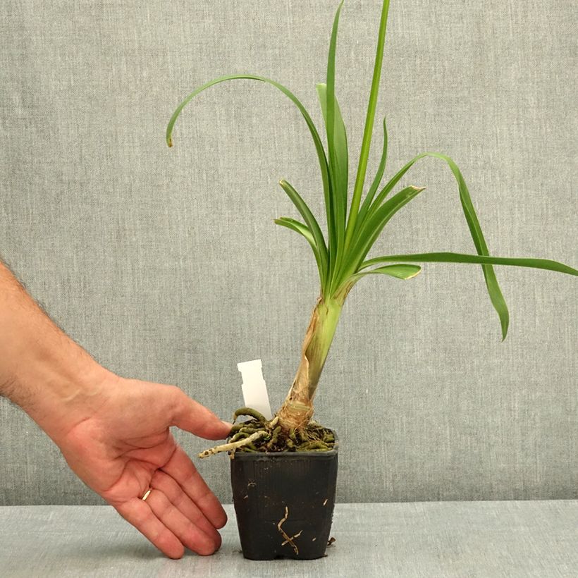 Exemplaar van Agapanthus Vallée de l'Authion - Afrikaanse lelie Kweekpotje van 8/9 cm zoals geleverd in de zomer