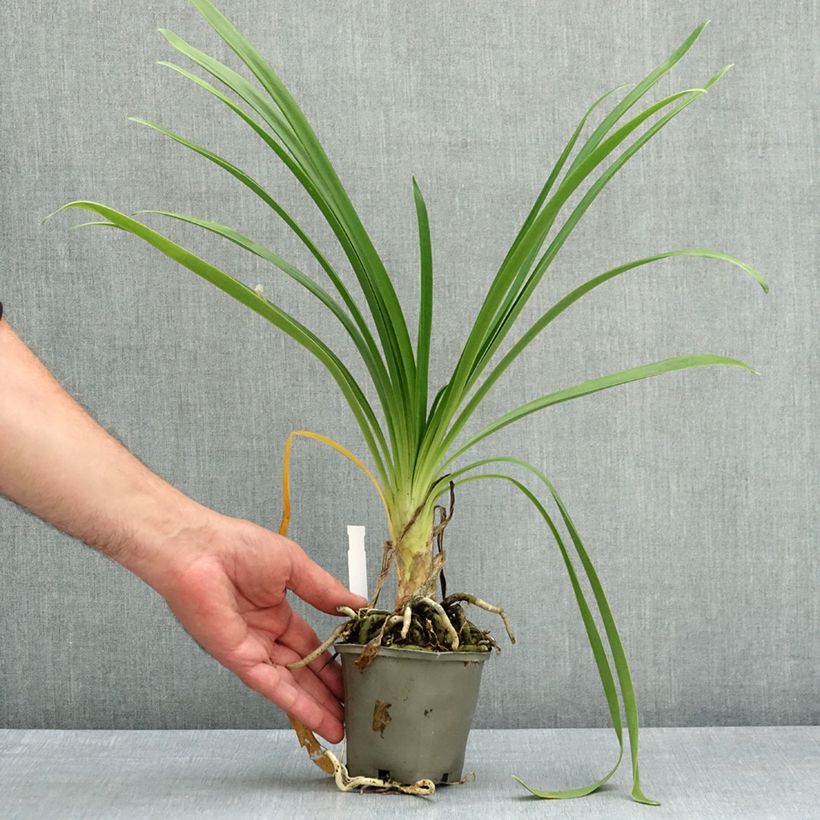 Exemplaar van Agapanthus Vallée de l'Authion - Afrikaanse lelie Kweekpotje van 8/9 cm zoals geleverd in de lente