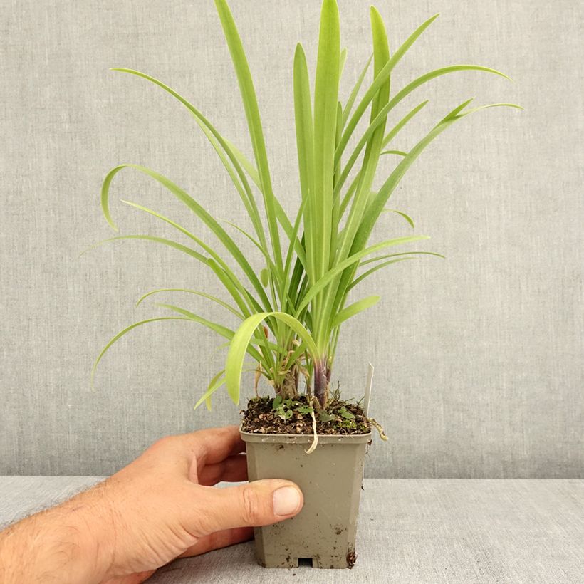 Exemplaar van Agapanthus Vallée de la Loire - Afrikaanse lelie Kweekpotje van 8/9 cm zoals geleverd in de zomer