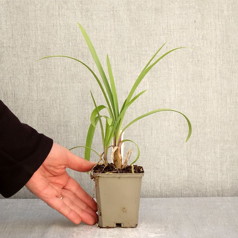 Exemplaar van Agapanthus Vallée de la Loire - Afrikaanse lelie Kweekpotje van 8/9 cm zoals geleverd in de lente