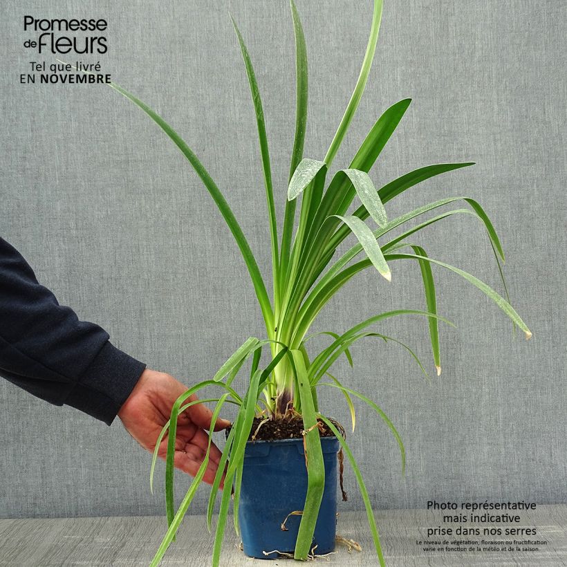 Exemplaar van Agapanthus Vallée de la Loire - Afrikaanse lelie Pot van 2 l/3 l zoals geleverd in de herfst