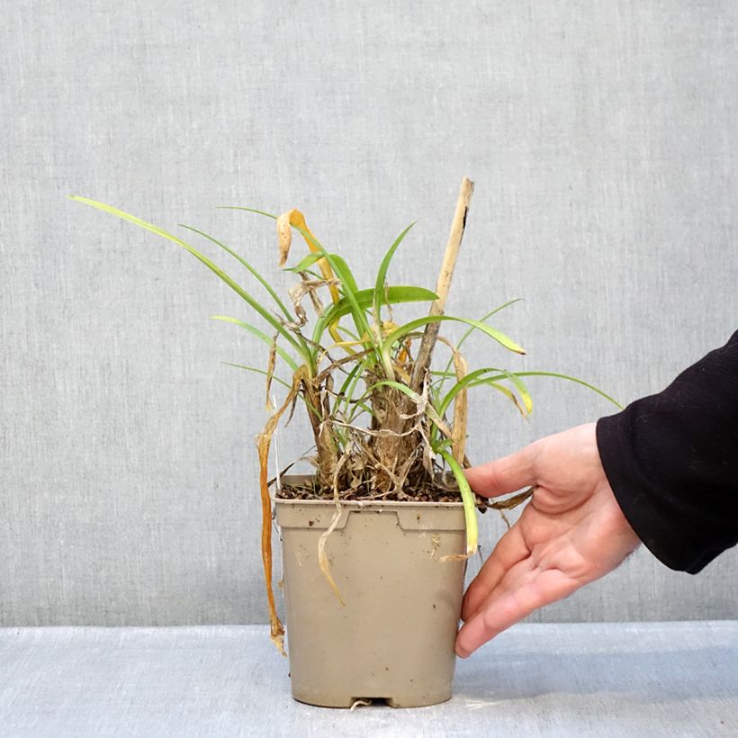 Exemplaar van Agapanthus Vallée de la Loire - Afrikaanse lelie Pot van 2 l/3 l zoals geleverd in de winter