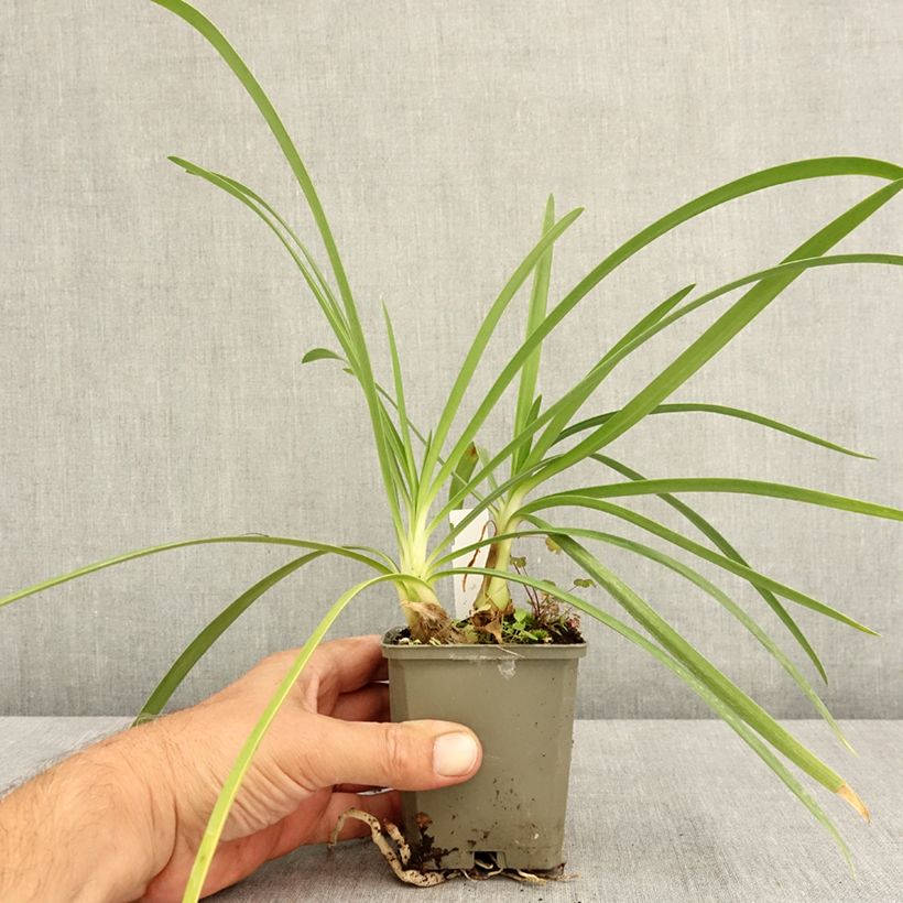 Exemplaar van Agapanthus Vallée de la Sarthe - Afrikaanse lelie Kweekpotje van 8/9 cm zoals geleverd in de zomer