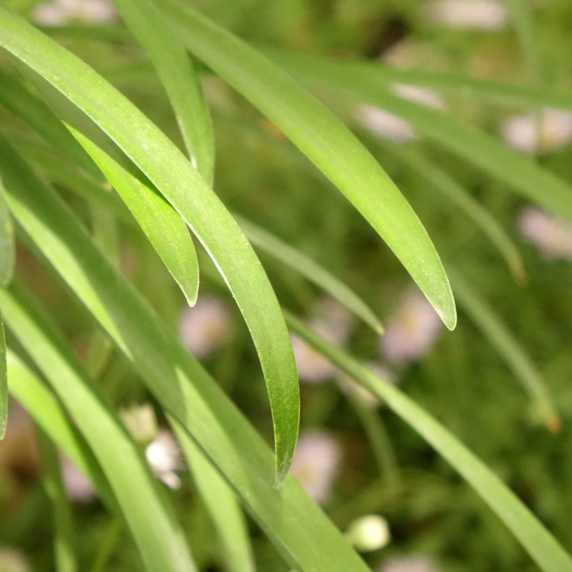 Agapanthus White Baby - Afrikaanse lelie (Blad)