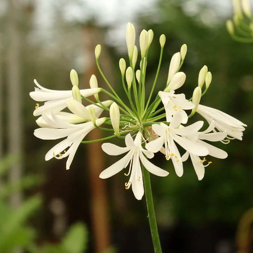 Agapanthus White Baby - Afrikaanse lelie (Bloei)
