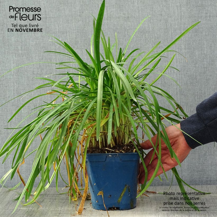 Exemplaar van Agapanthus White Baby - Afrikaanse lelie Pot van 2 l/3 l zoals geleverd in de herfst