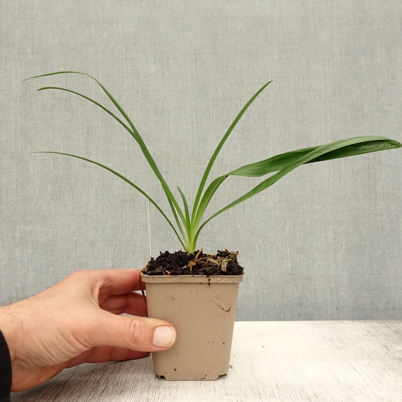 Exemplaar van Agapanthus White Heaven - Afrikaanse lelie Kweekpotje van 8/9 cm zoals geleverd in de herfst