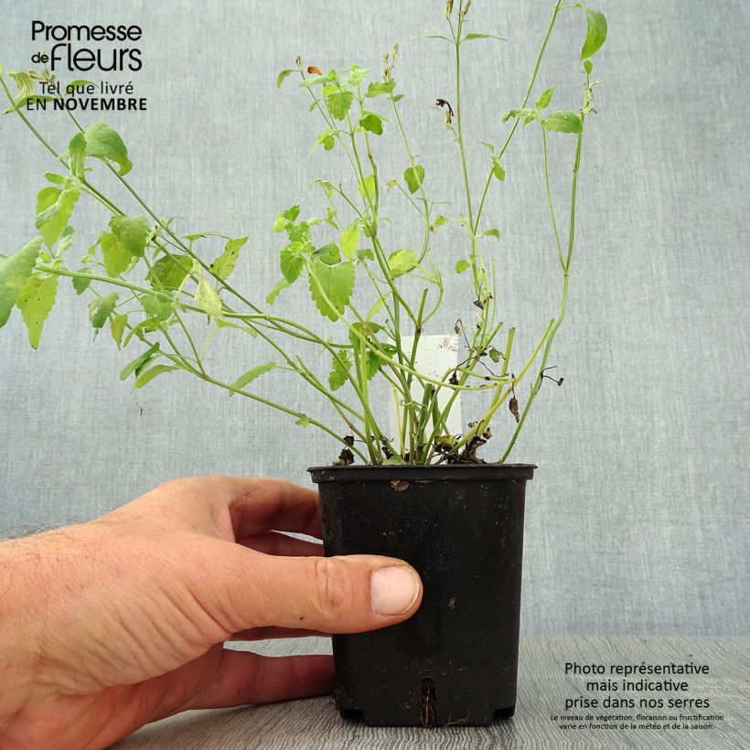 Exemplaar van Agastache Apricot Sprite - Dropplant Kweekpotje van 8/9 cm zoals geleverd in de herfst
