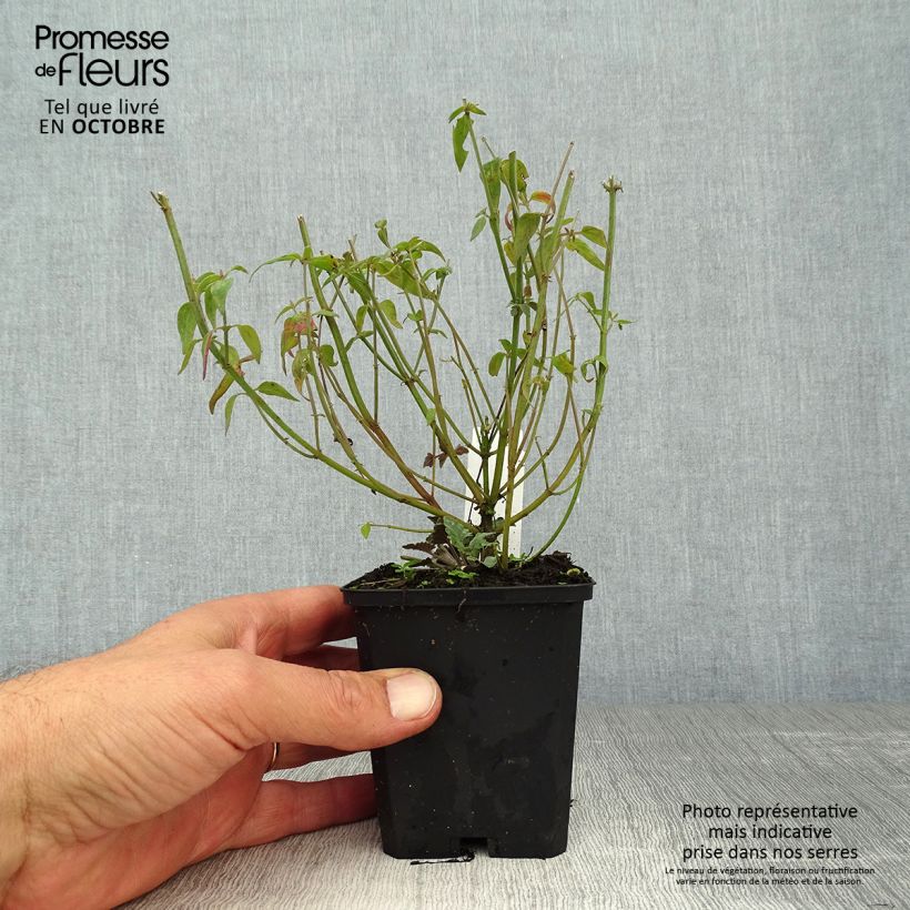 Exemplaar van Agastache Firebird - Dropplant Kweekpotje van 8/9 cm zoals geleverd in de herfst