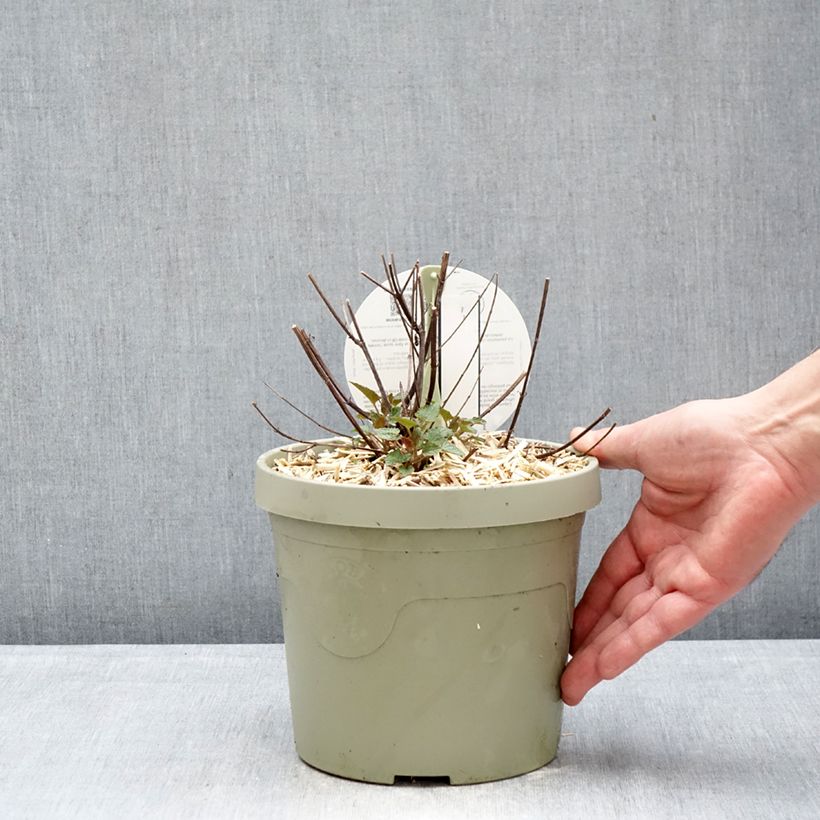 Exemplaar van Agastache Beelicious Pink - Dropplant Pot van 3 l/4 l zoals geleverd in de winter