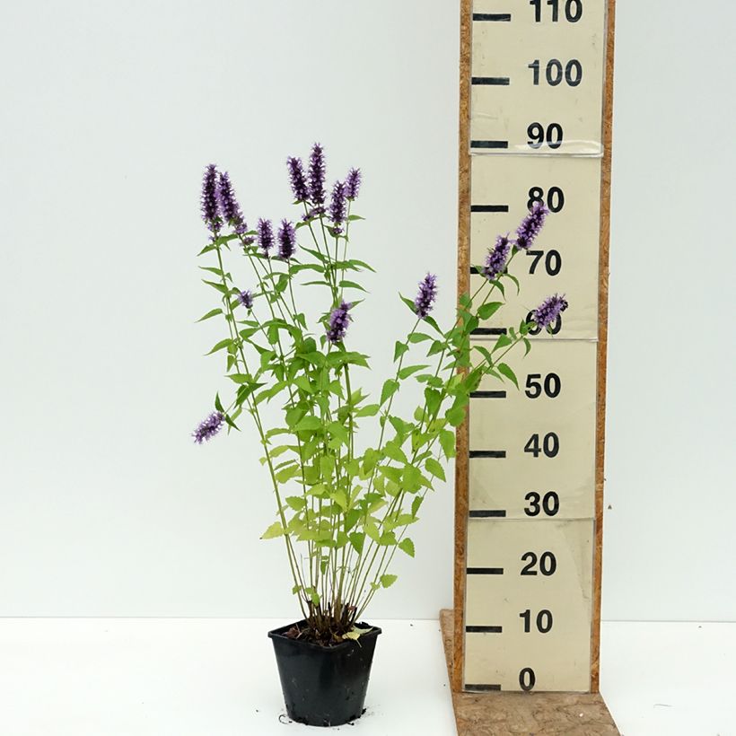 Exemplaar van Agastache Black Adder - Dropplant Pot van 2 l/3 l zoals geleverd in de zomer