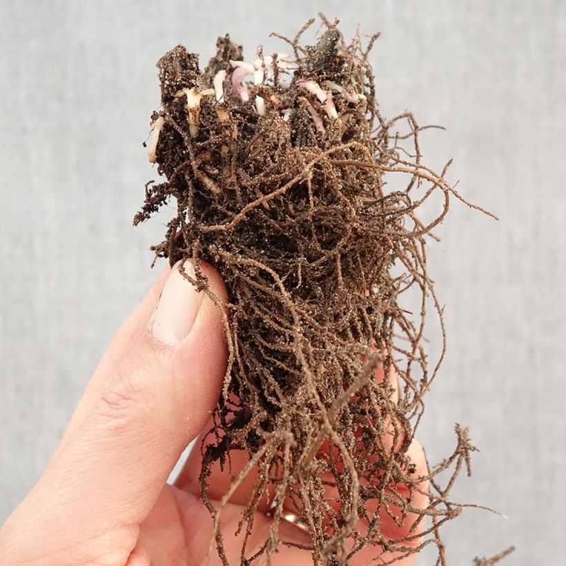 Exemplaar van Agastache Black Adder - Dropplant Naakte wortel zoals geleverd in de winter