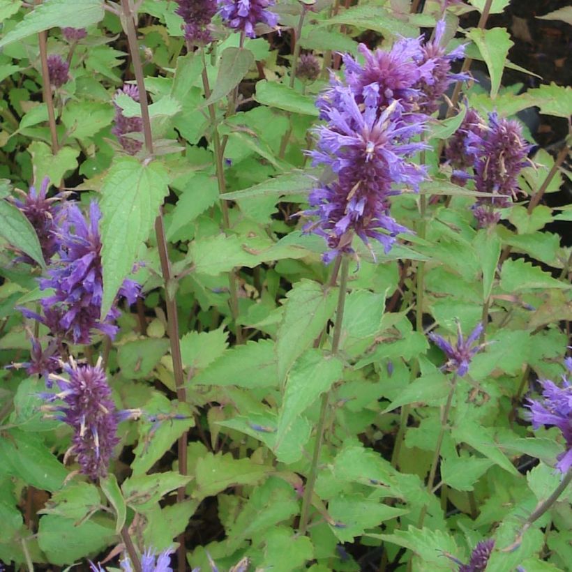 Agastache Blue Boa - Dropplant (Blad)