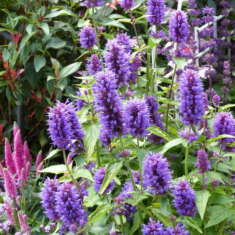 Agastache Blue Boa - Dropplant (Bloei)
