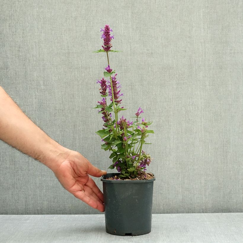 Exemplaar van Agastache Blue Boa - Dropplant Pot van 2 l/3 l zoals geleverd in de zomer