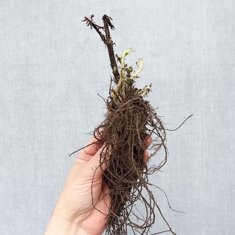 Exemplaar van Agastache Blue Fortune - Koreaanse munt Naakte wortel zoals geleverd in de winter
