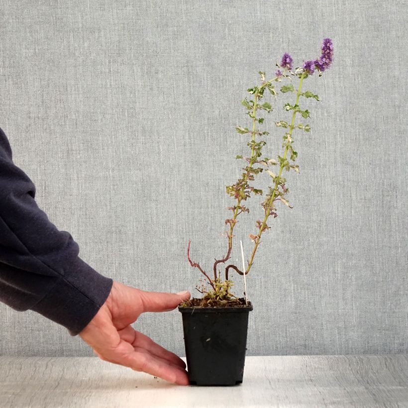 Exemplaar van Agastache Crazy Fortune - Koreaanse munt Kweekpotje van 8/9 cm zoals geleverd in de zomer