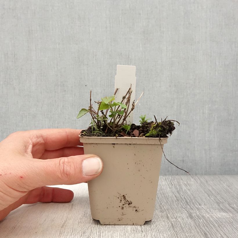 Exemplaar van Agastache Crazy Fortune - Koreaanse munt Kweekpotje van 8/9 cm zoals geleverd in de lente