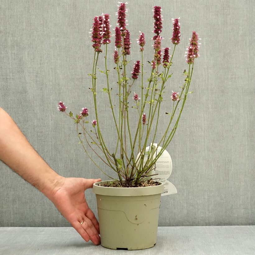 Exemplaar van Agastache Crazy Fortune - Koreaanse munt Pot van 3 l/4 l zoals geleverd in de zomer