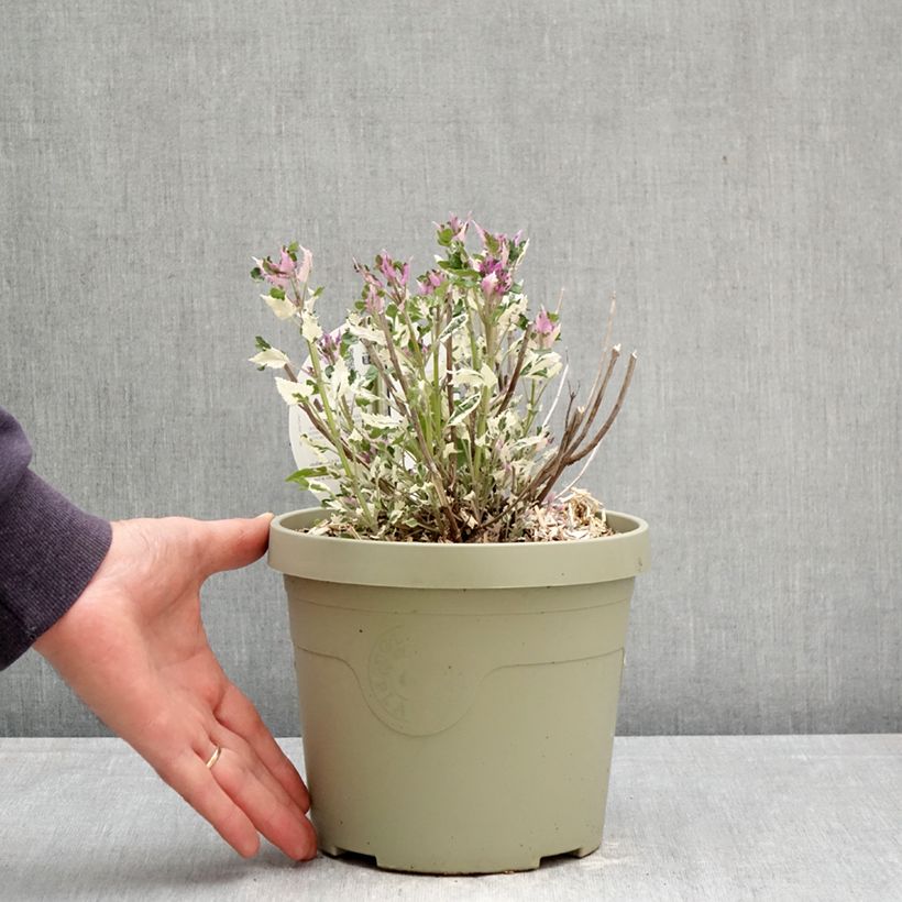 Exemplaar van Agastache Crazy Fortune - Koreaanse munt Pot van 3 l/4 l zoals geleverd in de lente