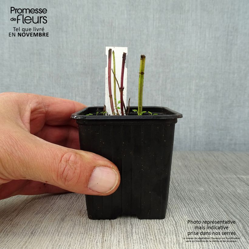 Exemplaar van Agastache foeniculum (anisata) - Anis hysope Godet de 8/9 cm zoals geleverd in de herfst