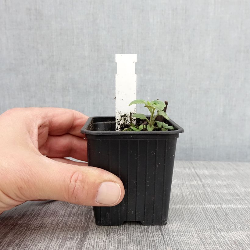 Exemplaar van Agastache foeniculum - Dropplant Kweekpotje van 8/9 cm zoals geleverd in de lente