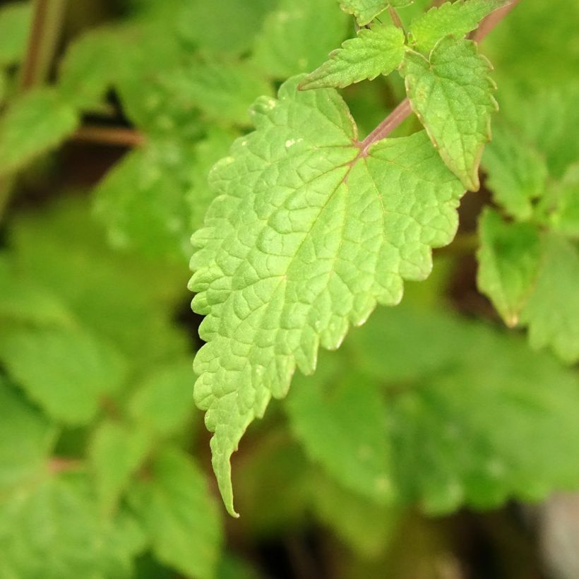 Agastache foeniculum Celestia - Dropplant (Blad)
