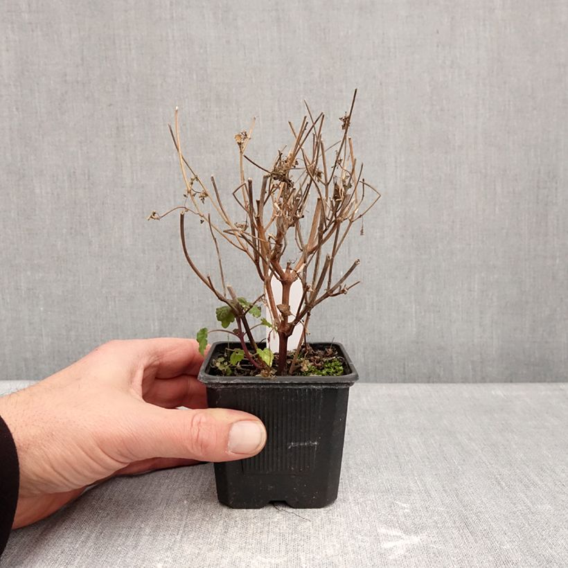 Exemplaar van Agastache foeniculum Celestia - Dropplant Kweekpotje van 8/9 cm zoals geleverd in de winter