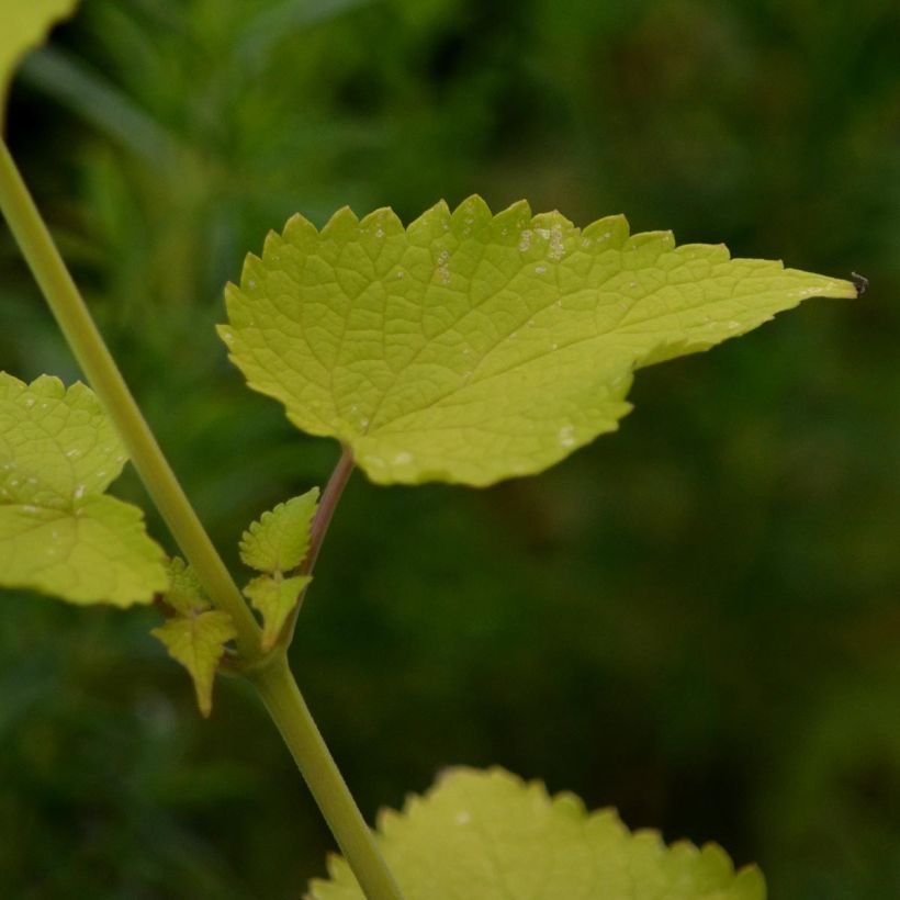 Agastache fenouil Golden Jubilee - Dropplant (Blad)